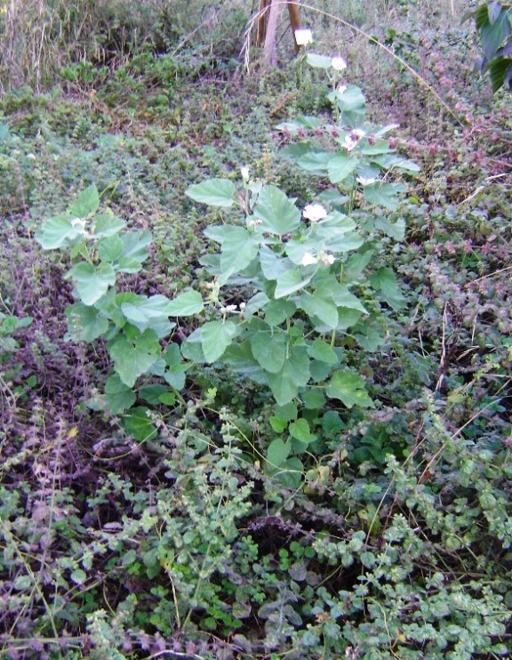 Althaea officinalis